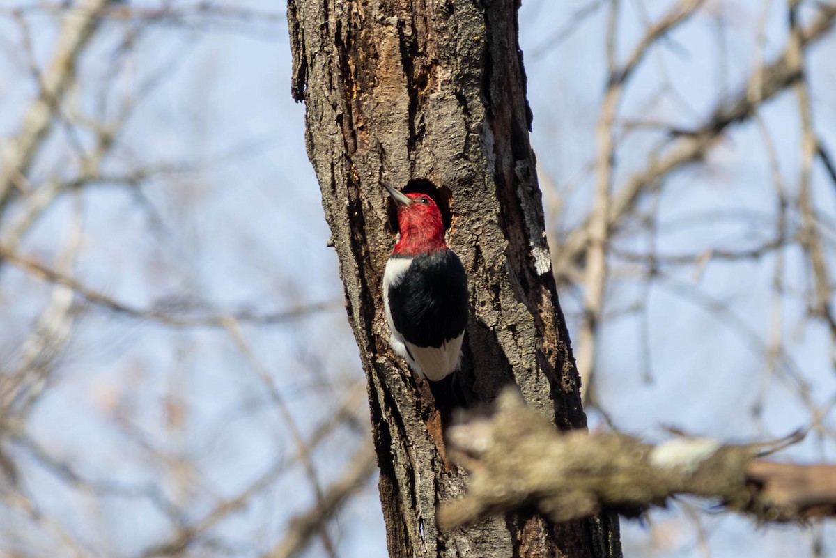 Red-headed Woodpecker - ML646694161