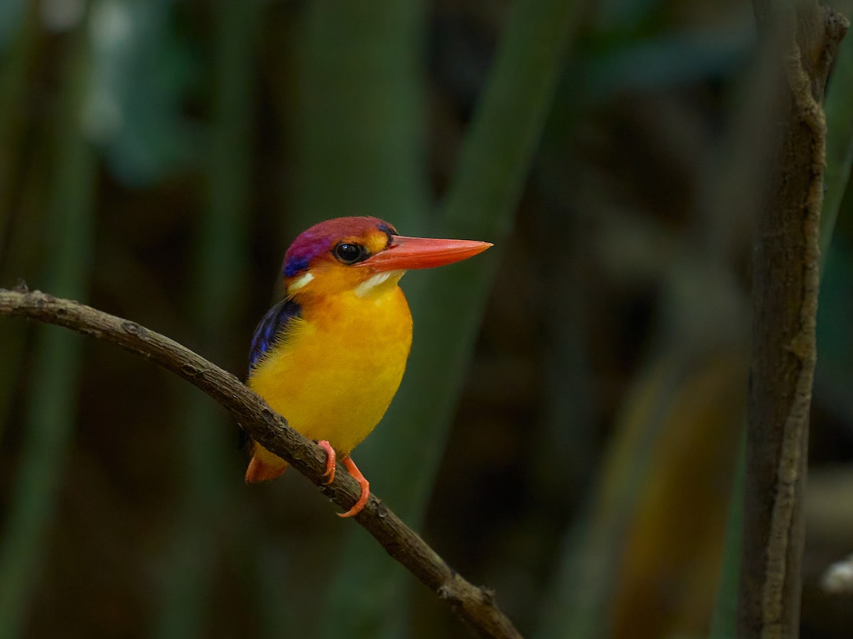 ledňáček džunglový - ML646694162