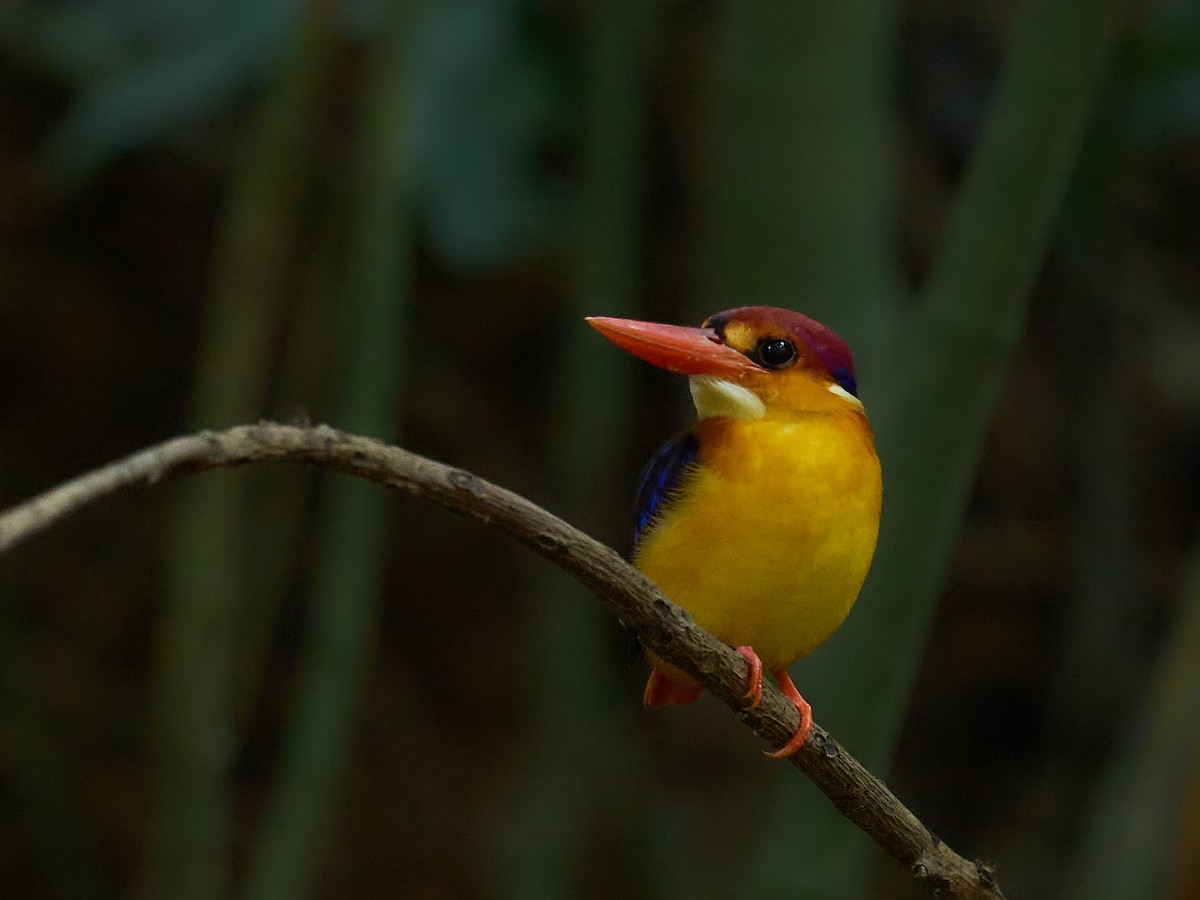 ledňáček džunglový - ML646694163