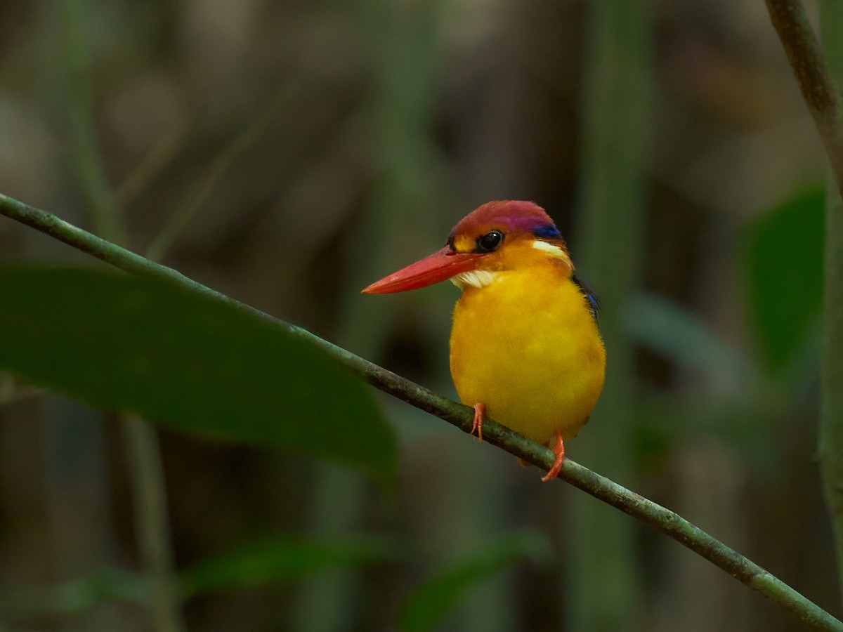 ledňáček džunglový - ML646694164