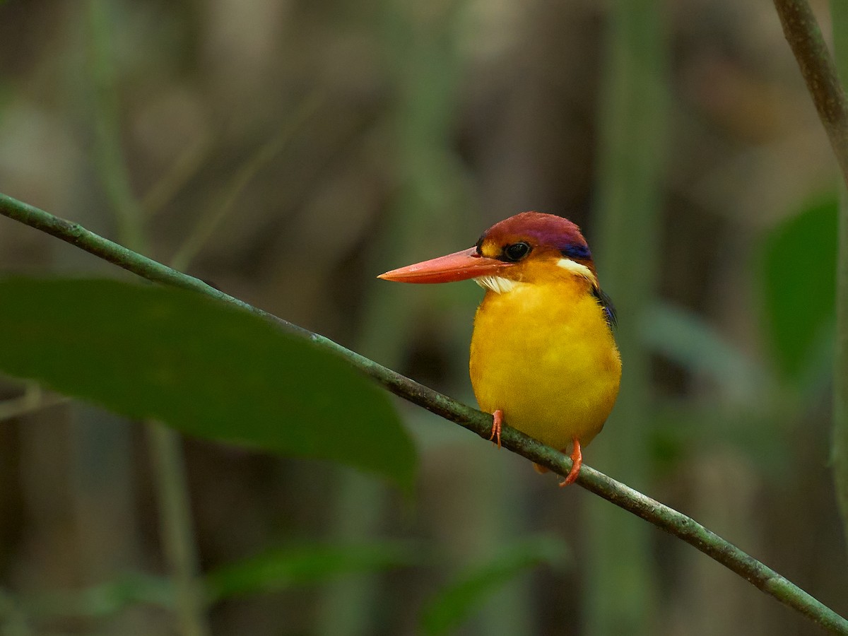 ledňáček džunglový - ML646694165