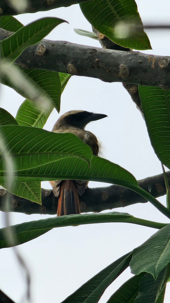 Baird's Flycatcher - ML646694166