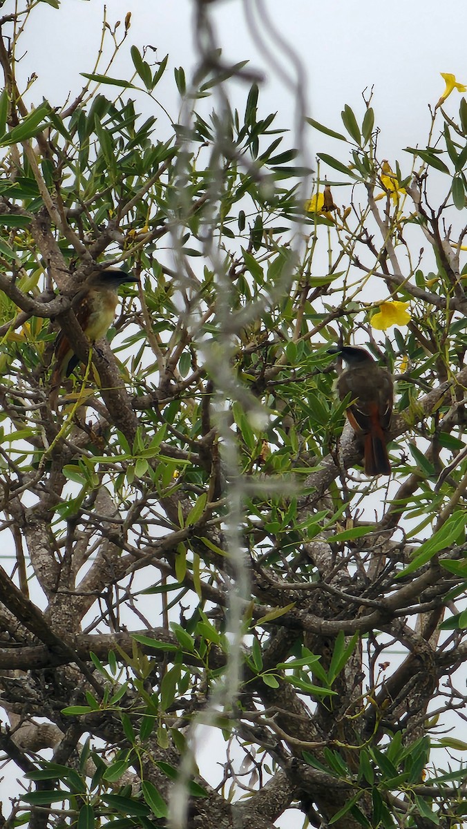 Baird's Flycatcher - ML646694167