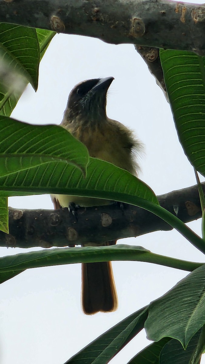 Baird's Flycatcher - ML646694168