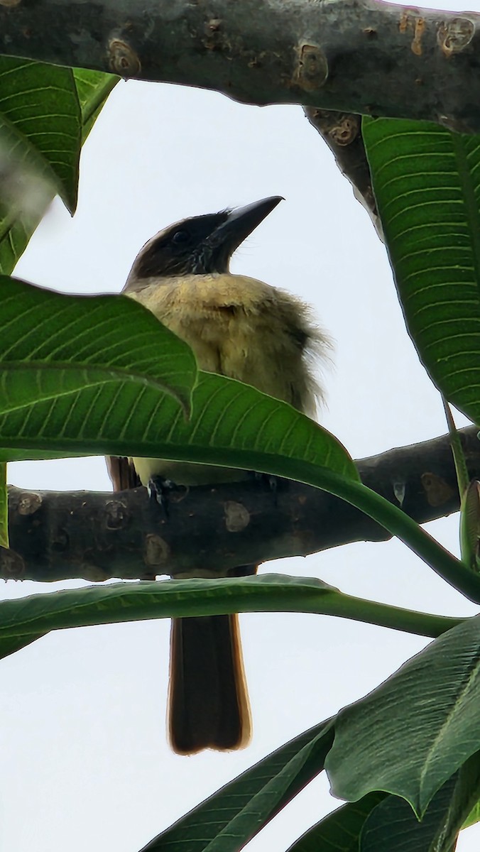 Baird's Flycatcher - ML646694169