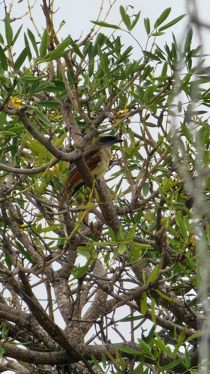 Baird's Flycatcher - ML646694170