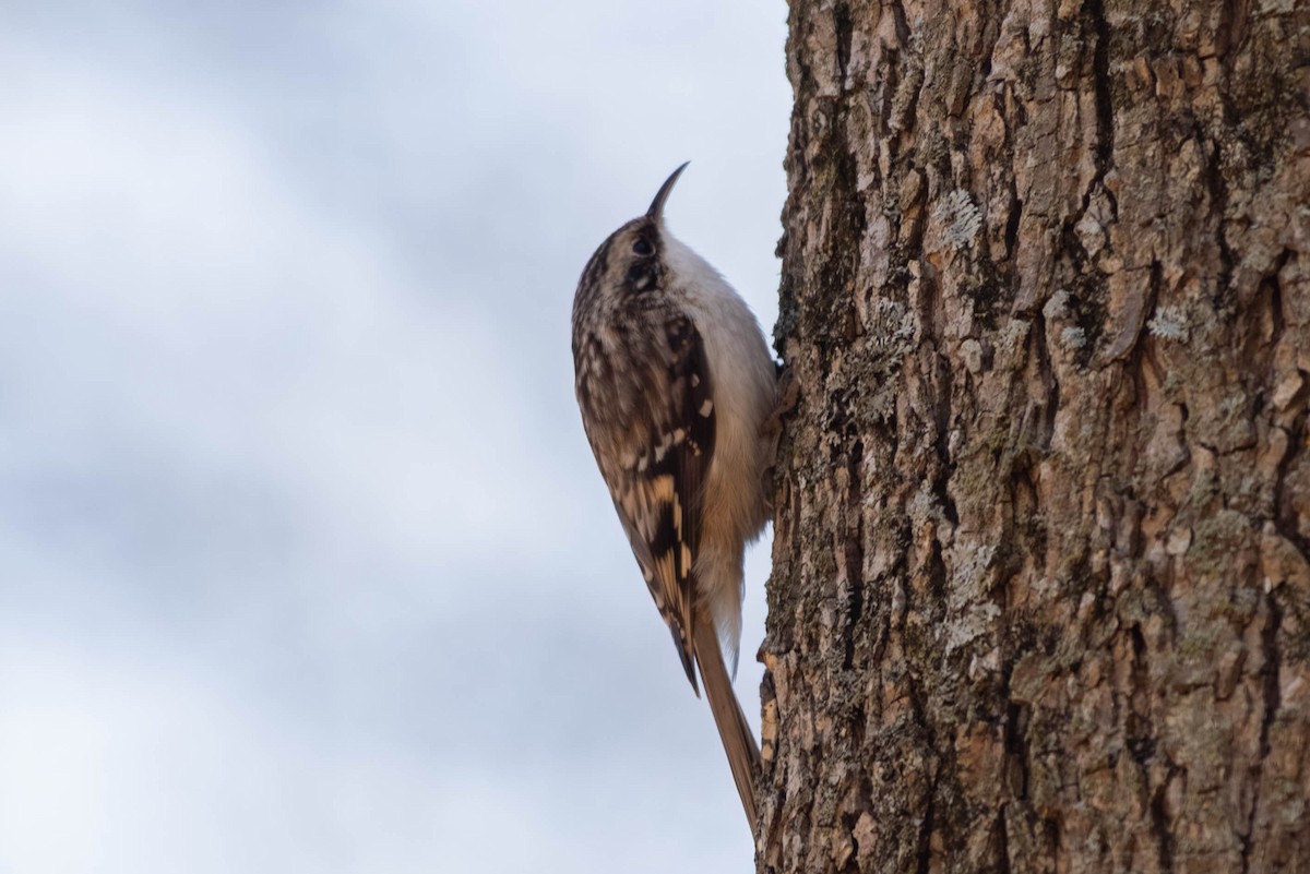 Brown Creeper - ML646694171