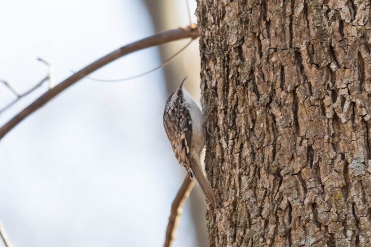 Brown Creeper - ML646694172