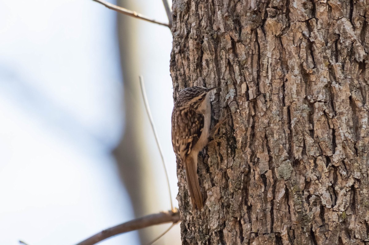 Brown Creeper - ML646694173