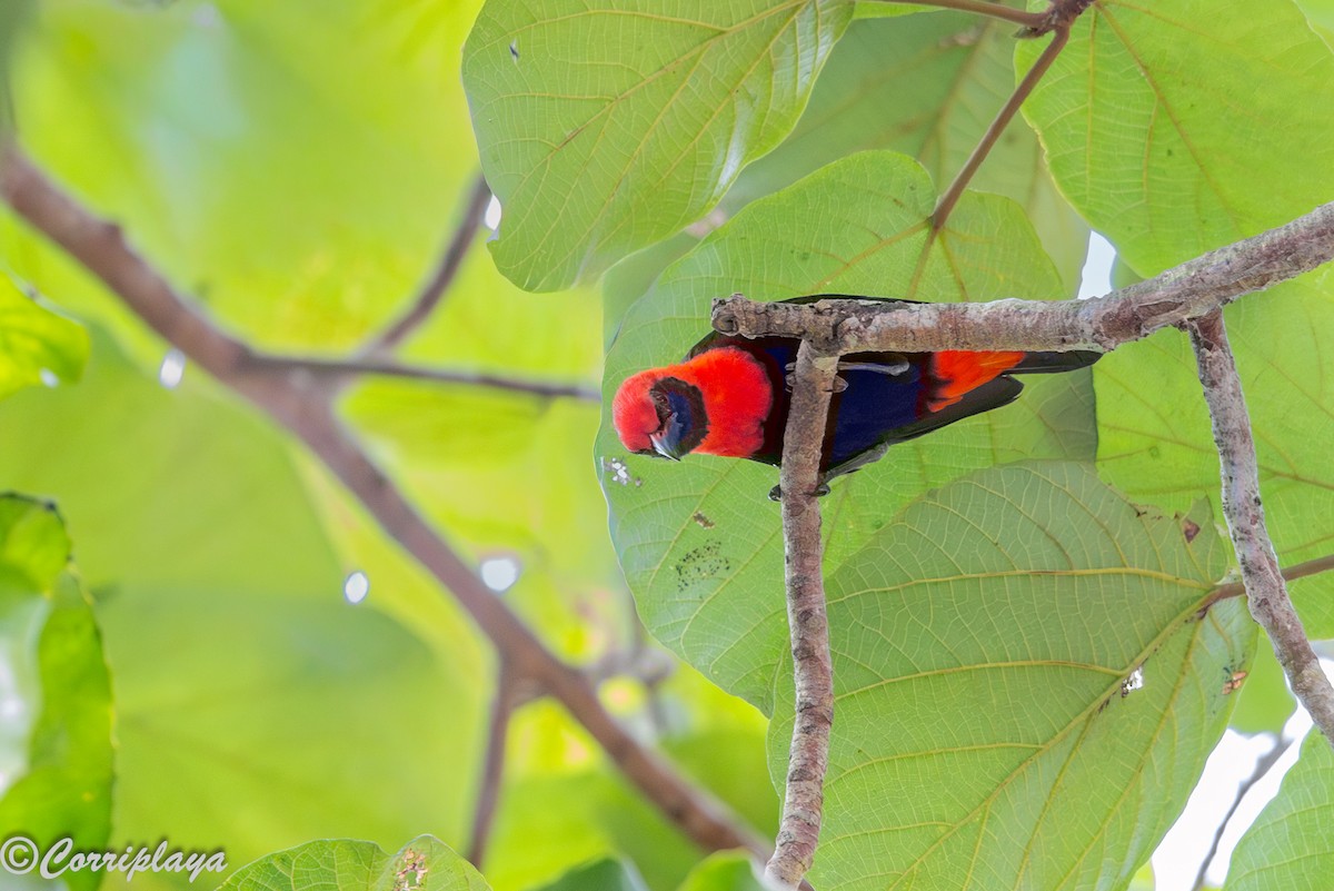 Malimbo Culirrojo - ML646694174