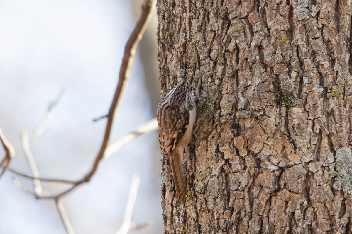 Brown Creeper - ML646694175