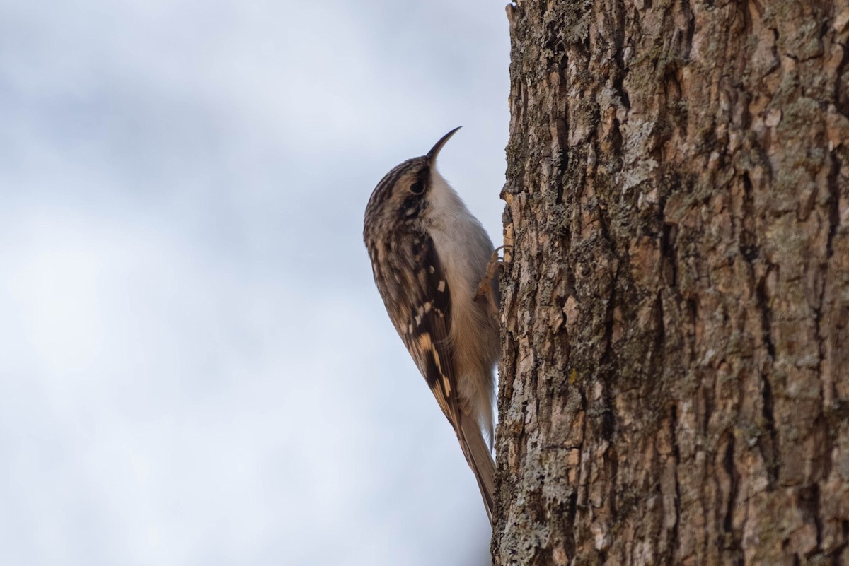 Brown Creeper - ML646694176