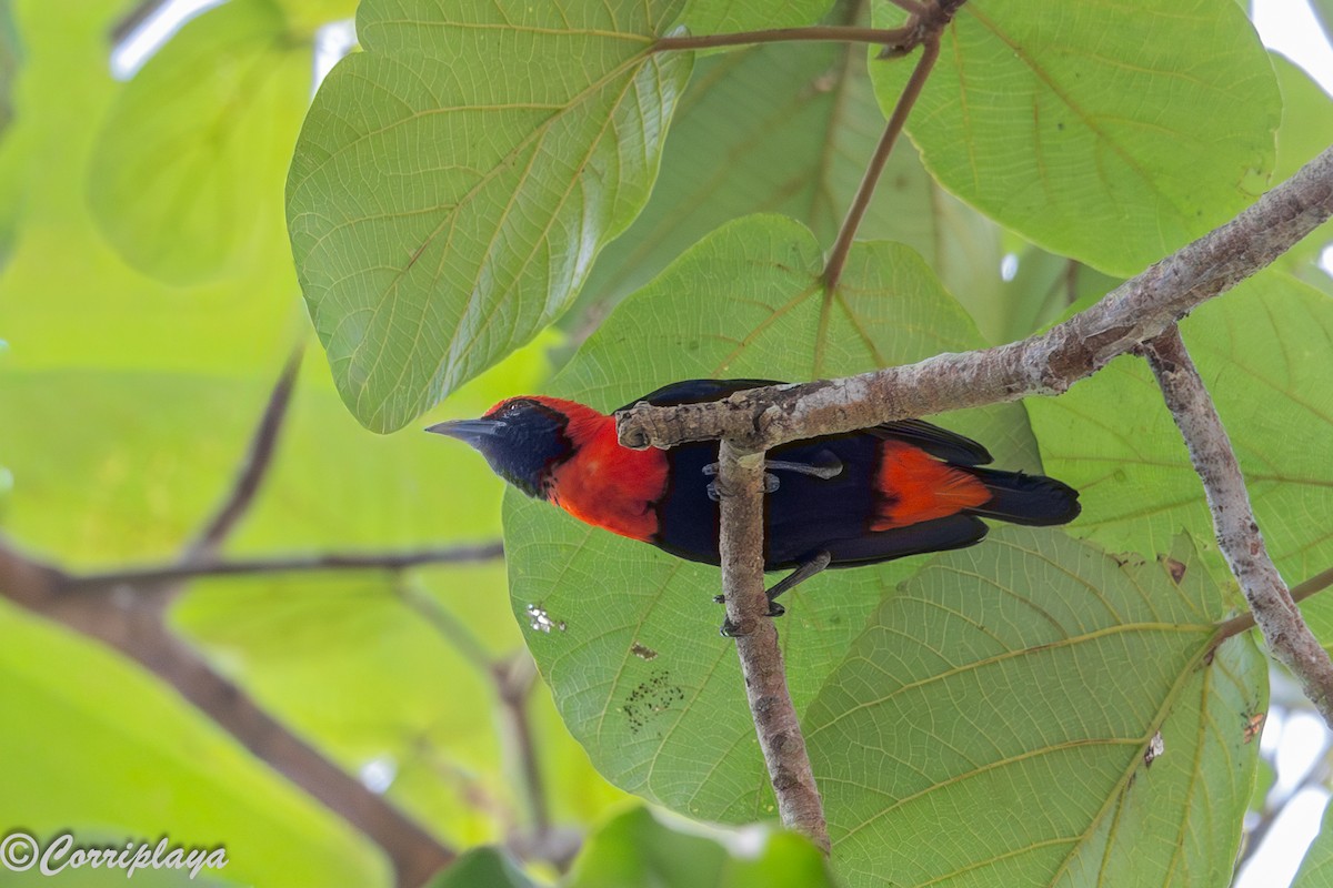 Malimbo Culirrojo - ML646694177