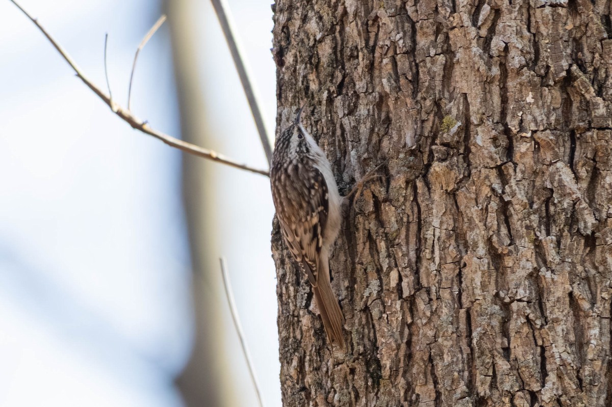 Brown Creeper - ML646694178