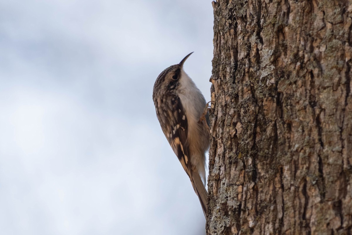 Brown Creeper - ML646694179