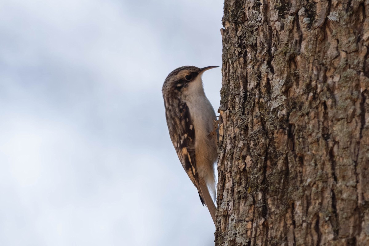 Brown Creeper - ML646694180