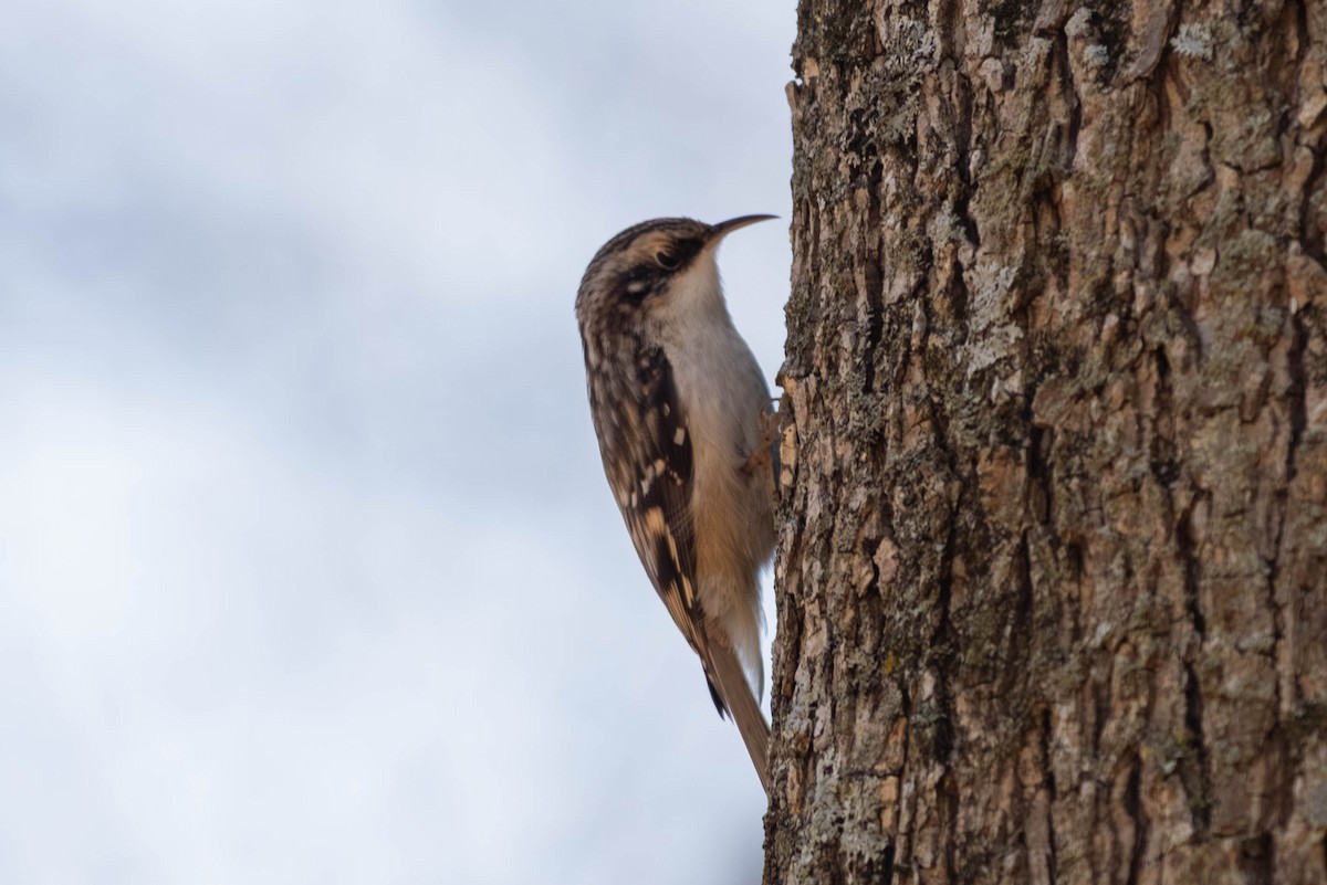 Brown Creeper - ML646694181