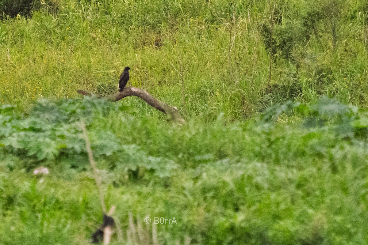 オオクロノスリ - ML646694188