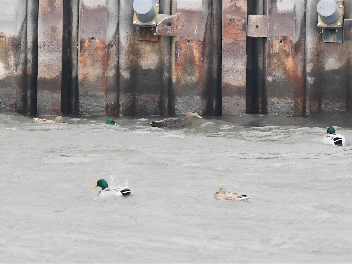 rødfotand - ML646694189