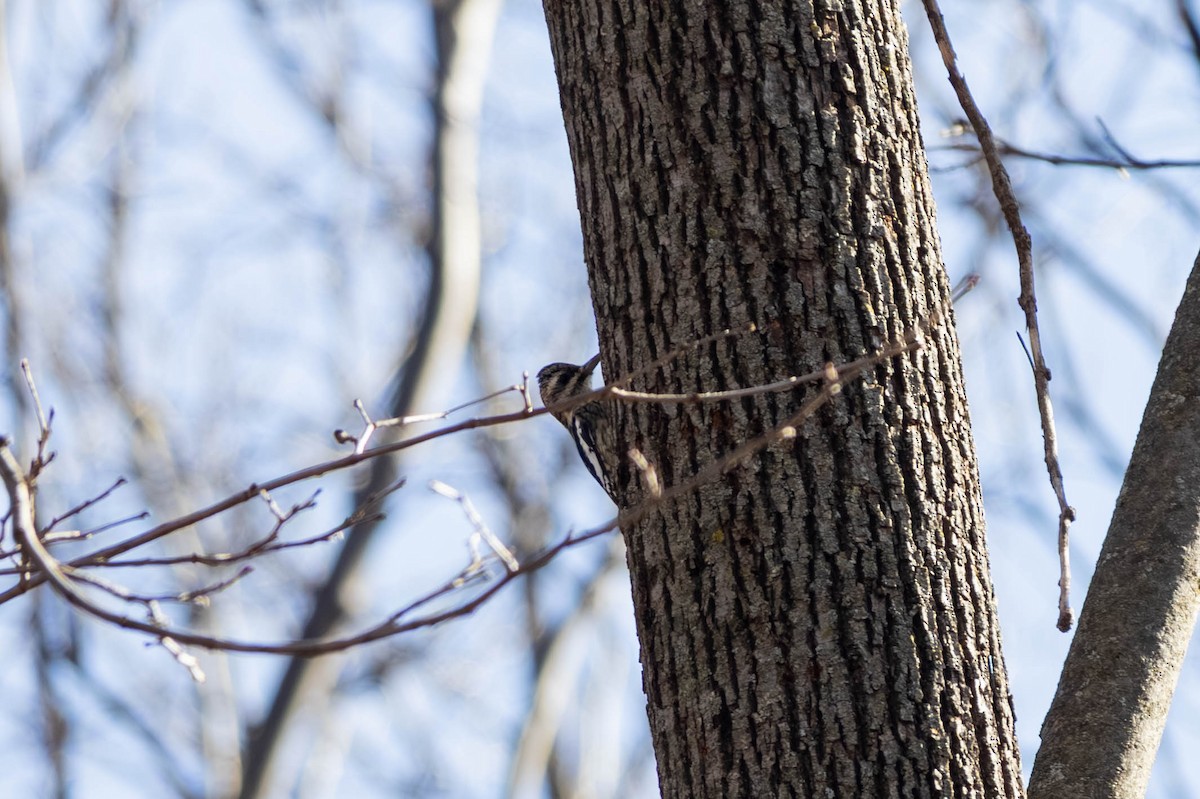 Yellow-bellied Sapsucker - ML646694190
