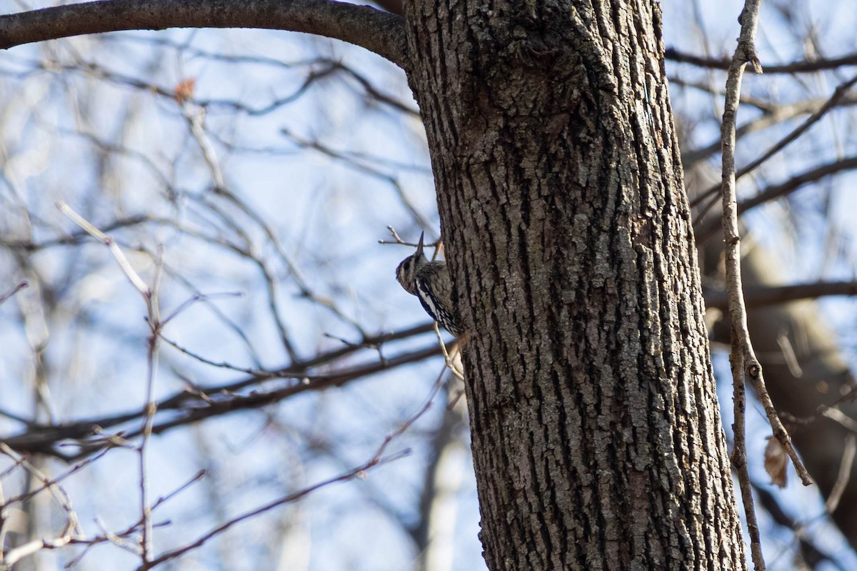 Yellow-bellied Sapsucker - ML646694191