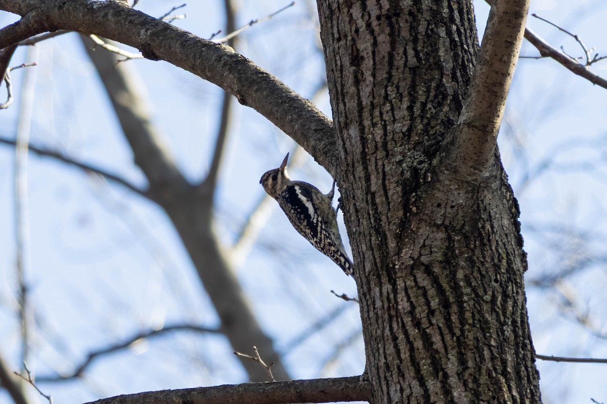 Yellow-bellied Sapsucker - ML646694192