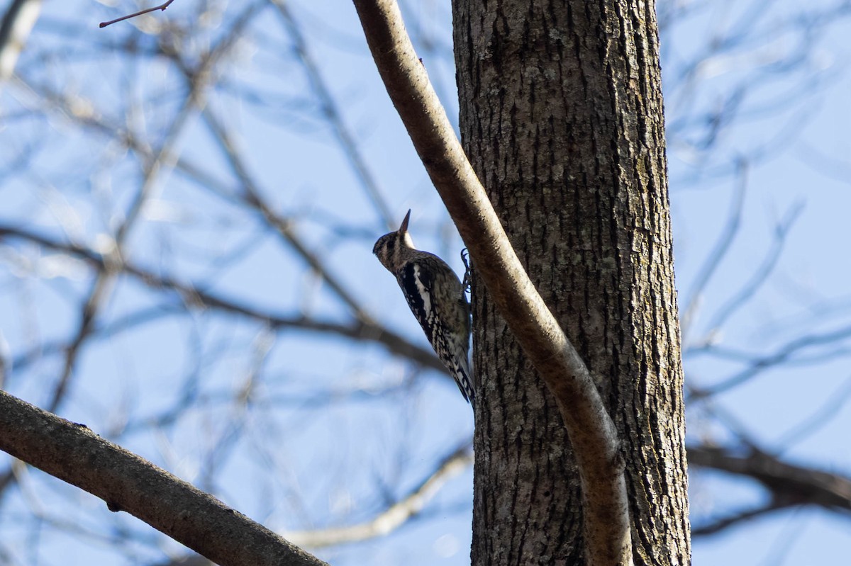 Yellow-bellied Sapsucker - ML646694193