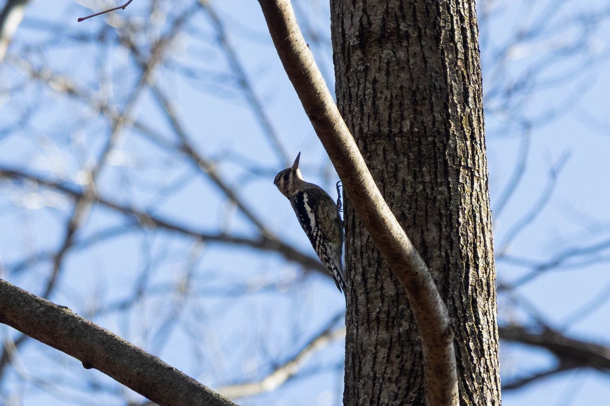Yellow-bellied Sapsucker - ML646694194