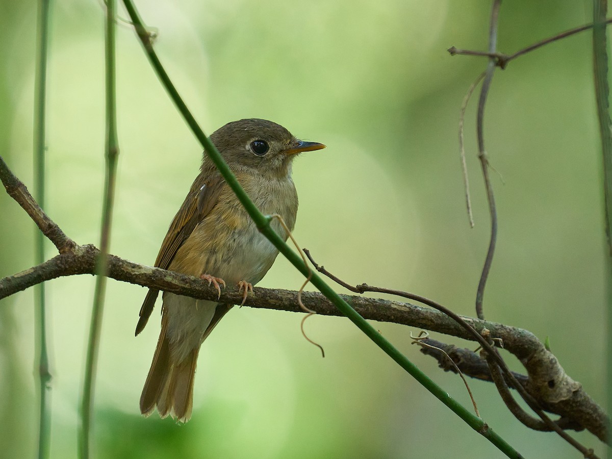 Brown-breasted Flycatcher - ML646694199