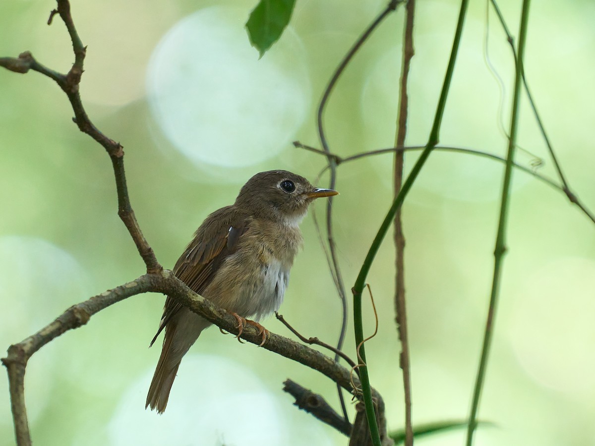 Brown-breasted Flycatcher - ML646694200