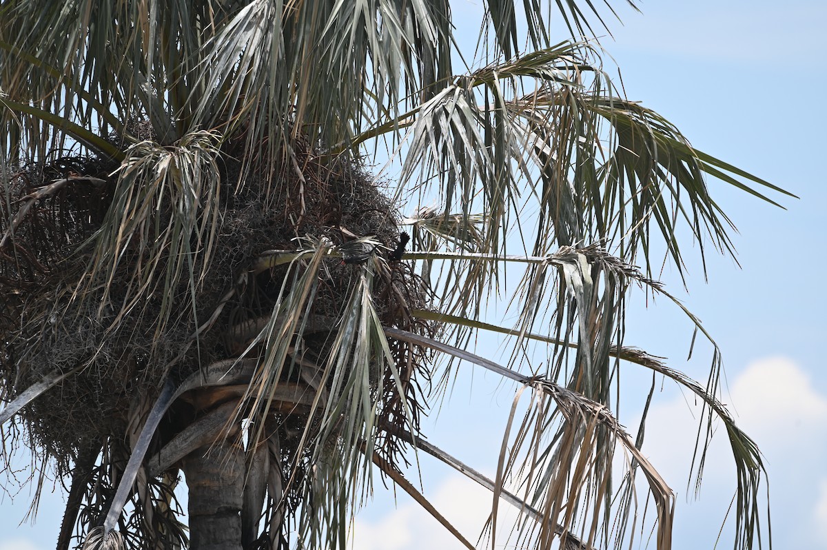 Red-billed Buffalo-Weaver - ML646694202