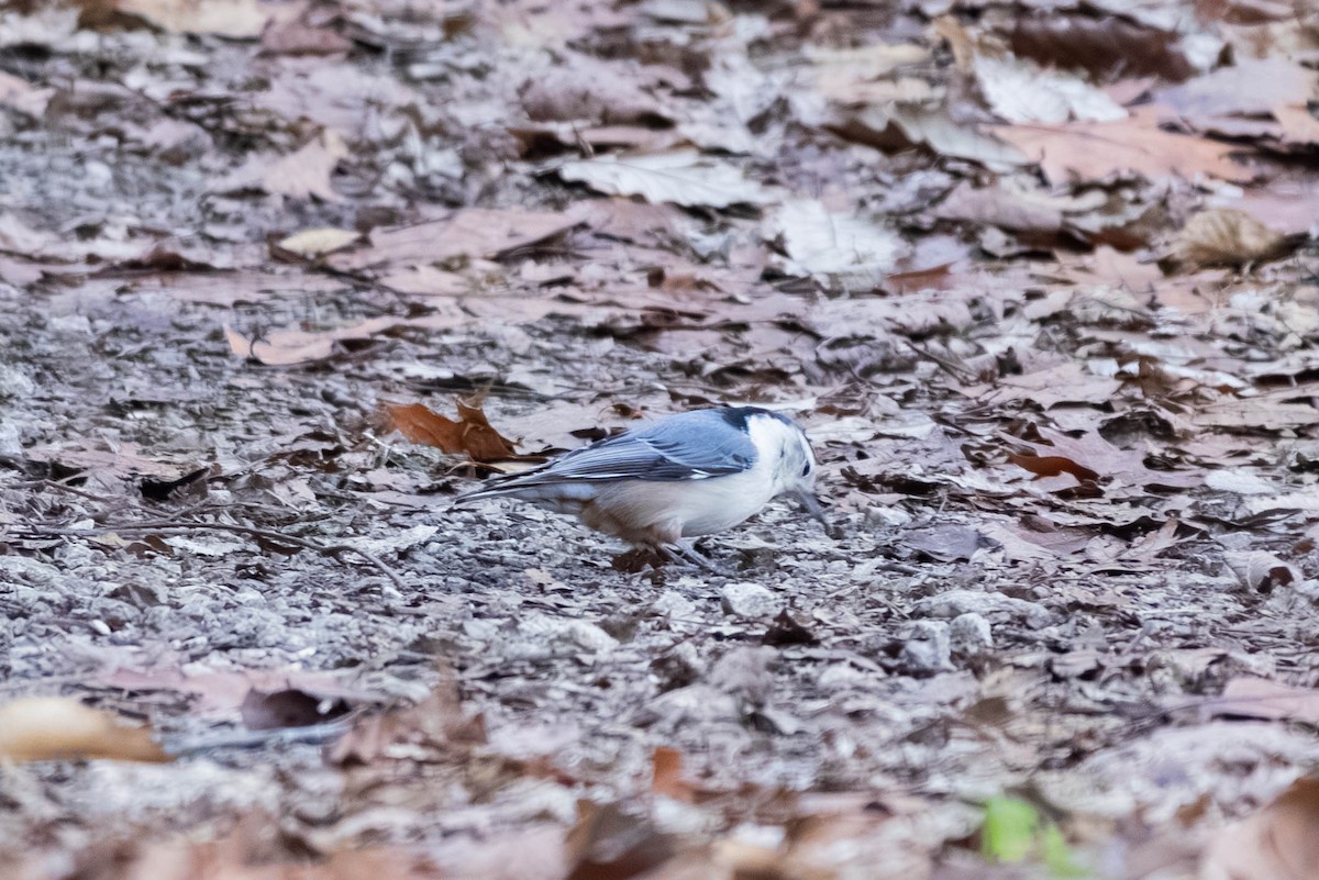 White-breasted Nuthatch (Eastern) - ML646694203