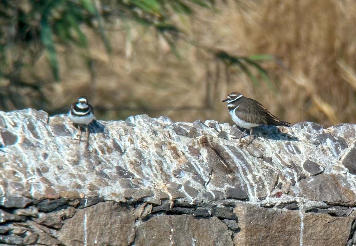 Chorlitejo Culirrojo - ML646694204
