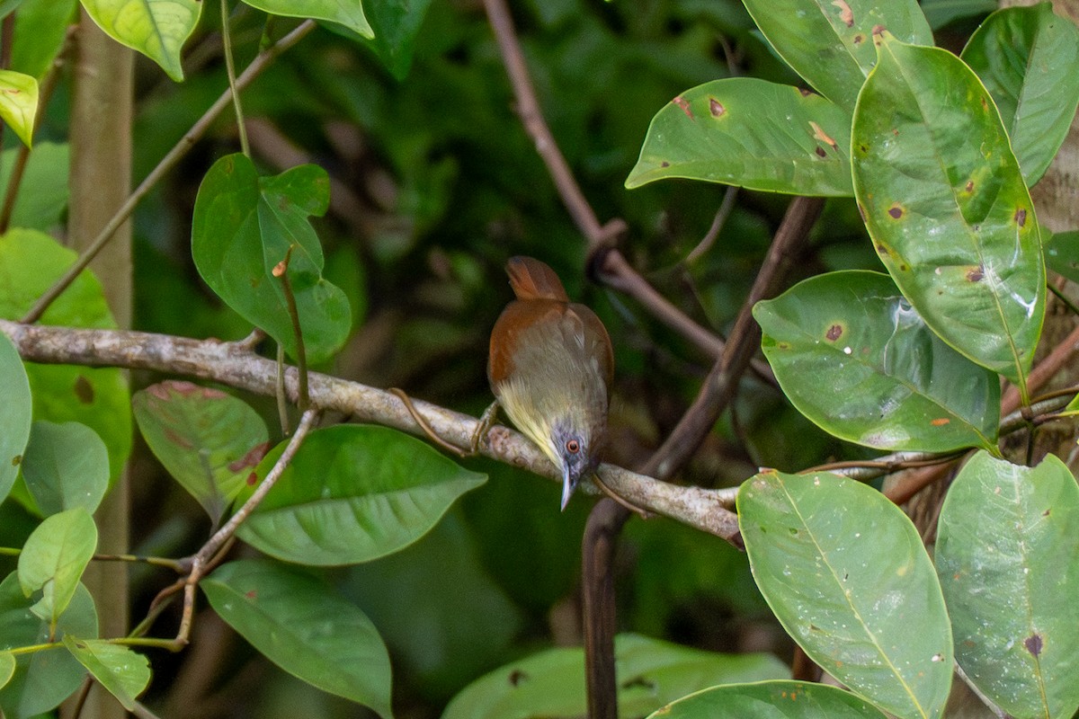 Pin-striped Tit-Babbler - ML646694205