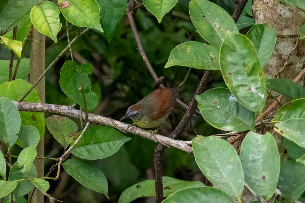 Pin-striped Tit-Babbler - ML646694206