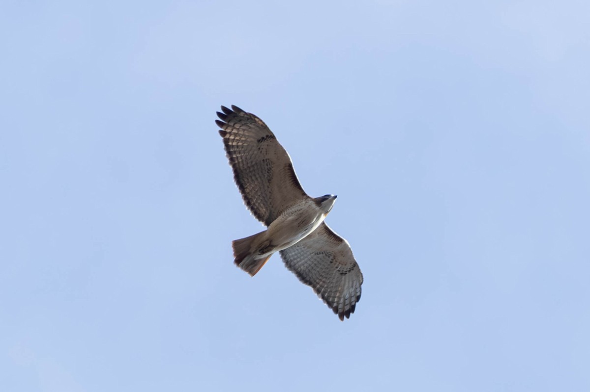 Red-tailed Hawk - ML646694208