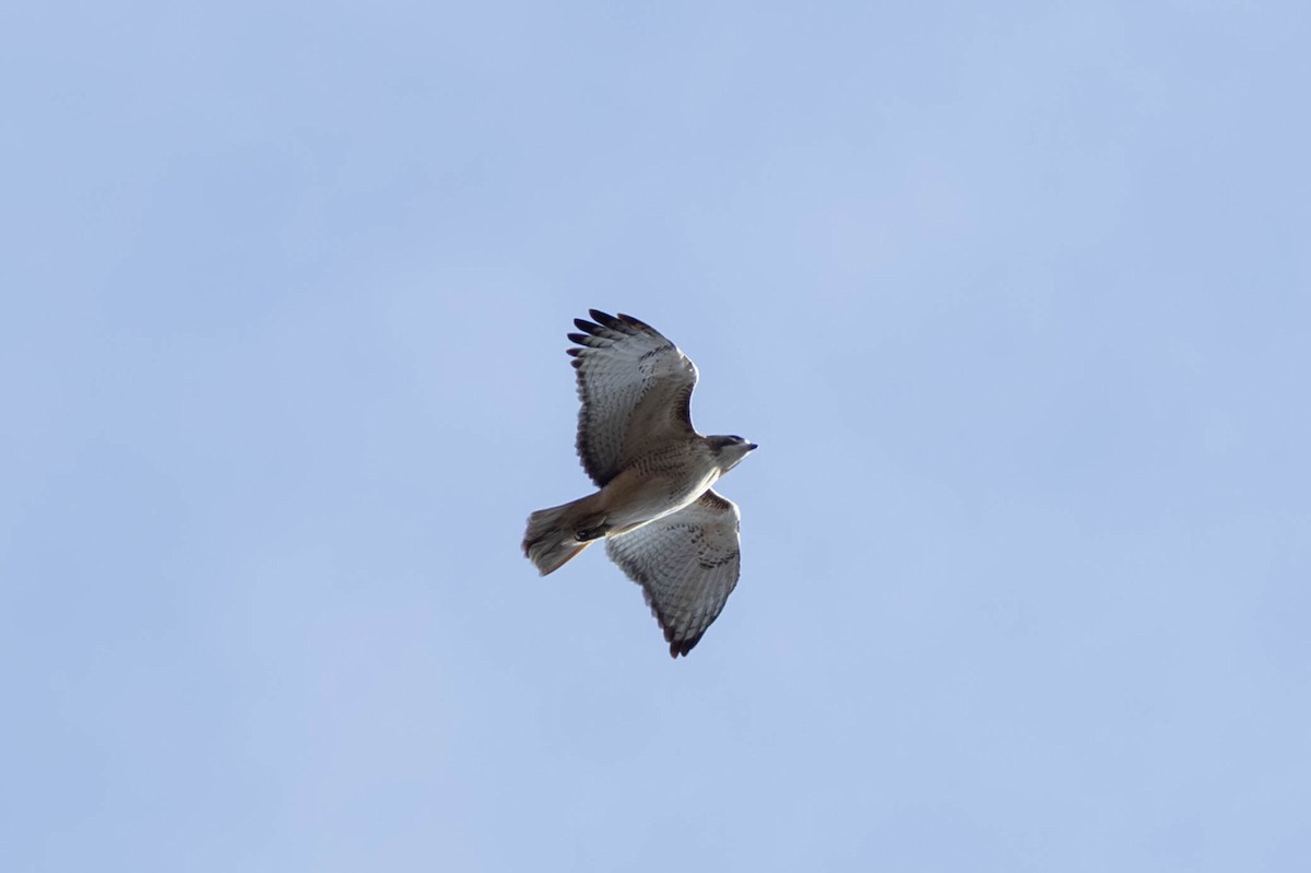 Red-tailed Hawk - ML646694209
