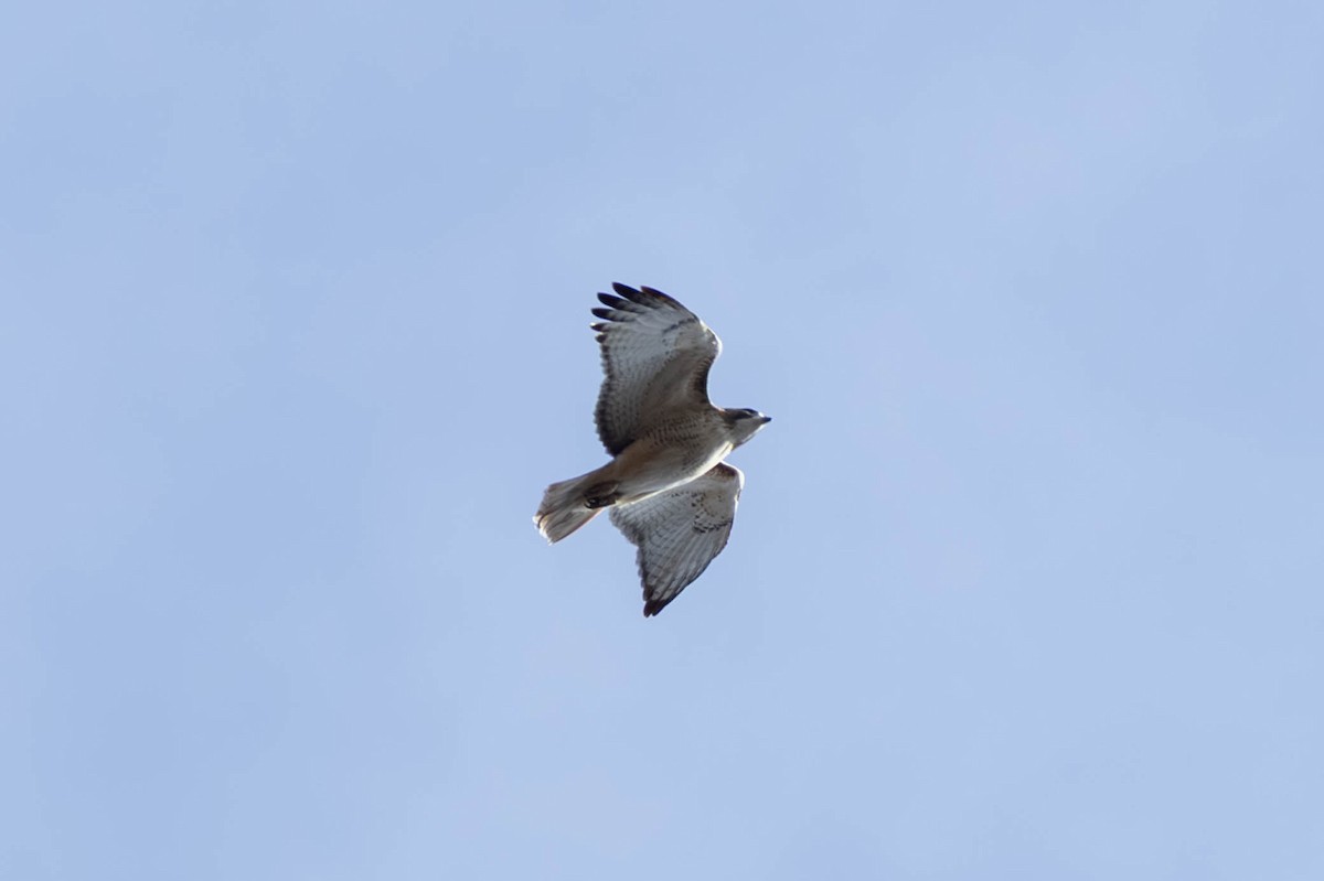 Red-tailed Hawk - ML646694210