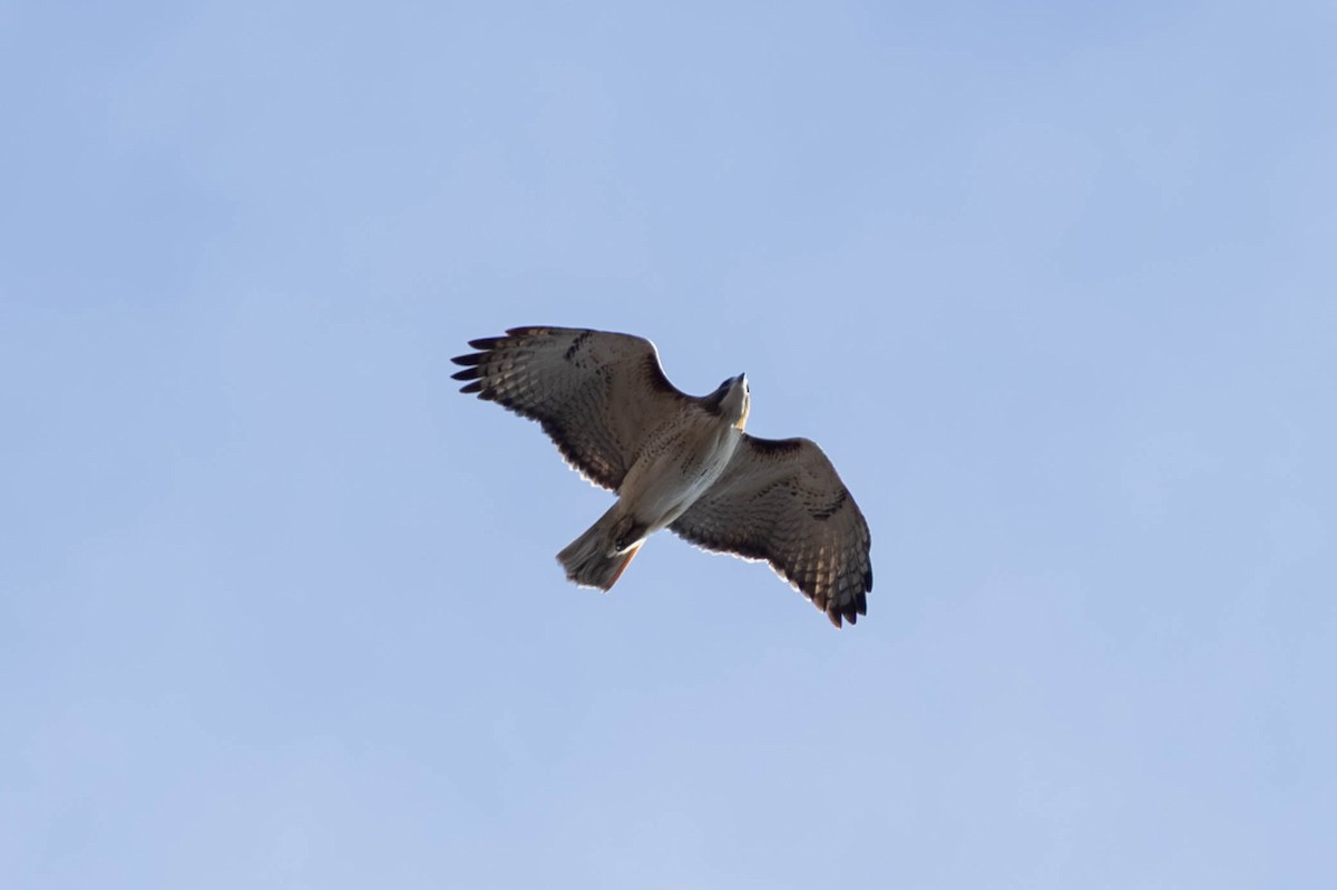 Red-tailed Hawk - ML646694211