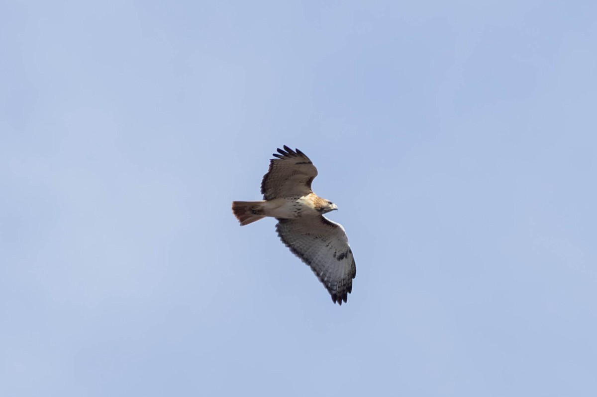 Red-tailed Hawk - ML646694212