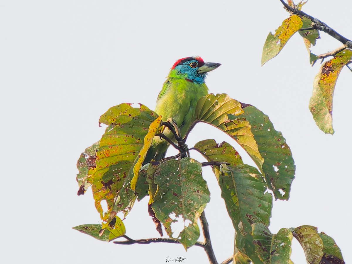 アオノドゴシキドリ - ML646694215