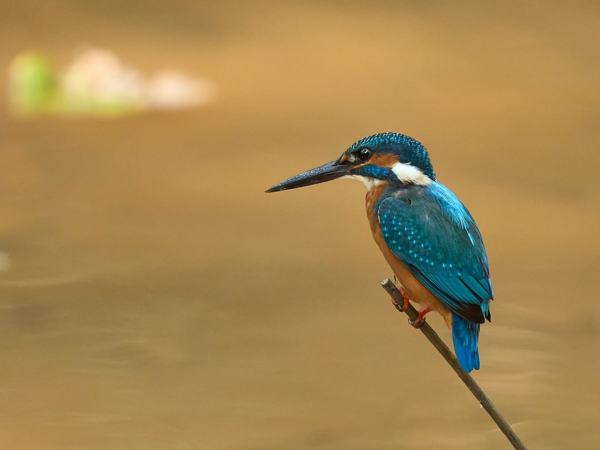 ledňáček říční - ML646694217