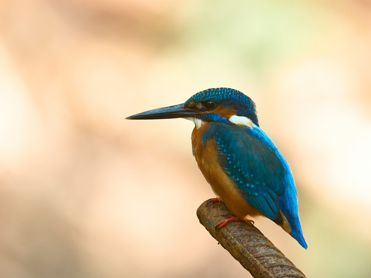 ledňáček říční - ML646694218