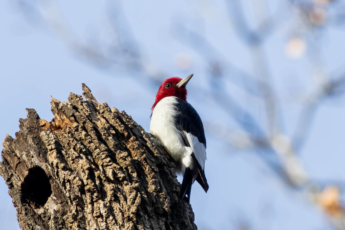 Red-headed Woodpecker - ML646694222