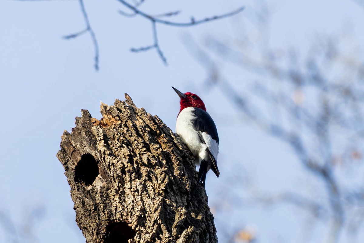 Red-headed Woodpecker - ML646694223