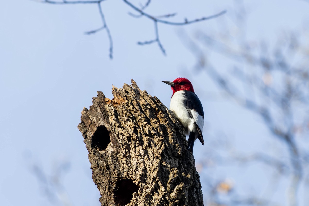 Red-headed Woodpecker - ML646694224