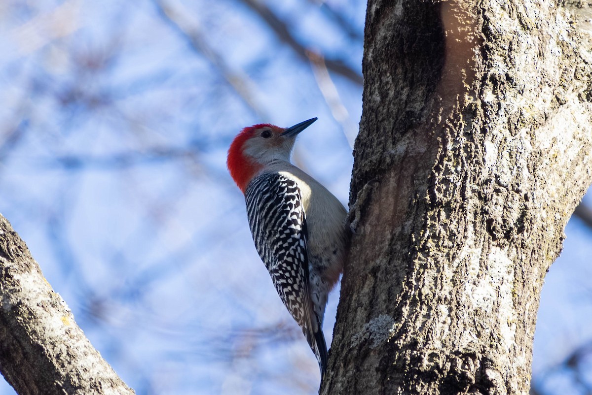Red-bellied Woodpecker - ML646694225