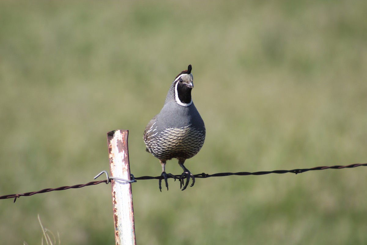 California Quail - ML646694227