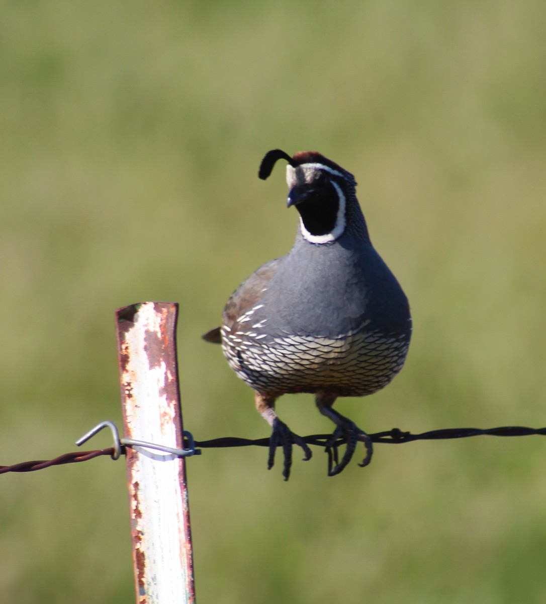 California Quail - ML646694228