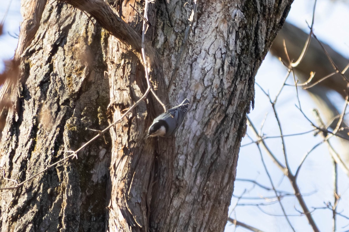 White-breasted Nuthatch (Eastern) - ML646694229